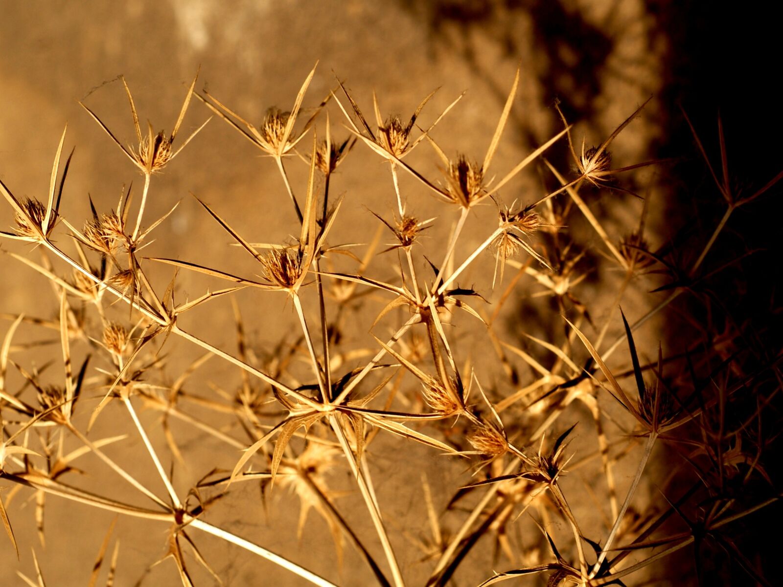 Nikon D200 sample photo. Nature, plant, dry photography