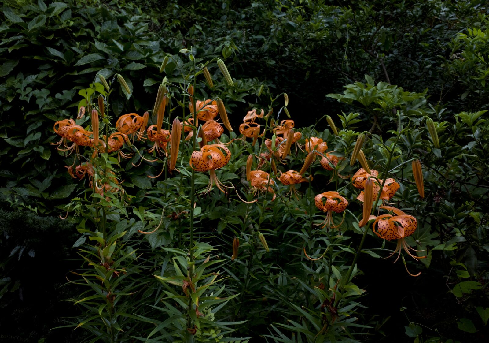 GR Lens sample photo. Flowers, yuri, plant photography