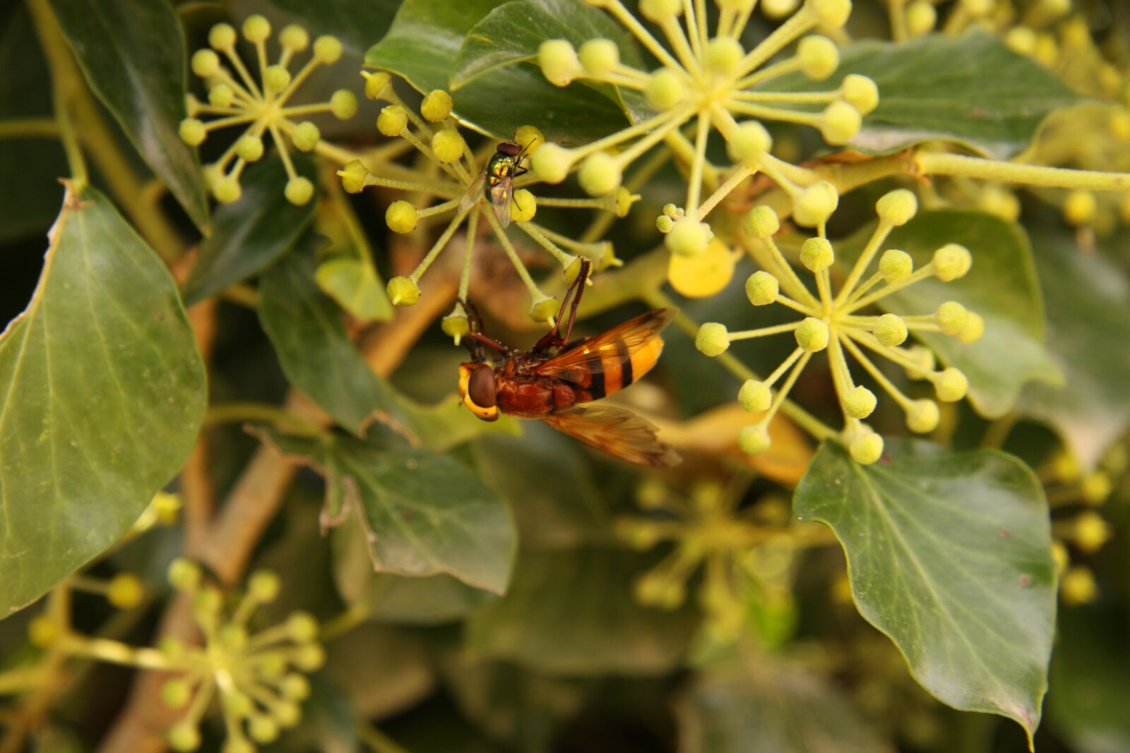 Canon EOS 50D sample photo. Insect, bee, pollen photography
