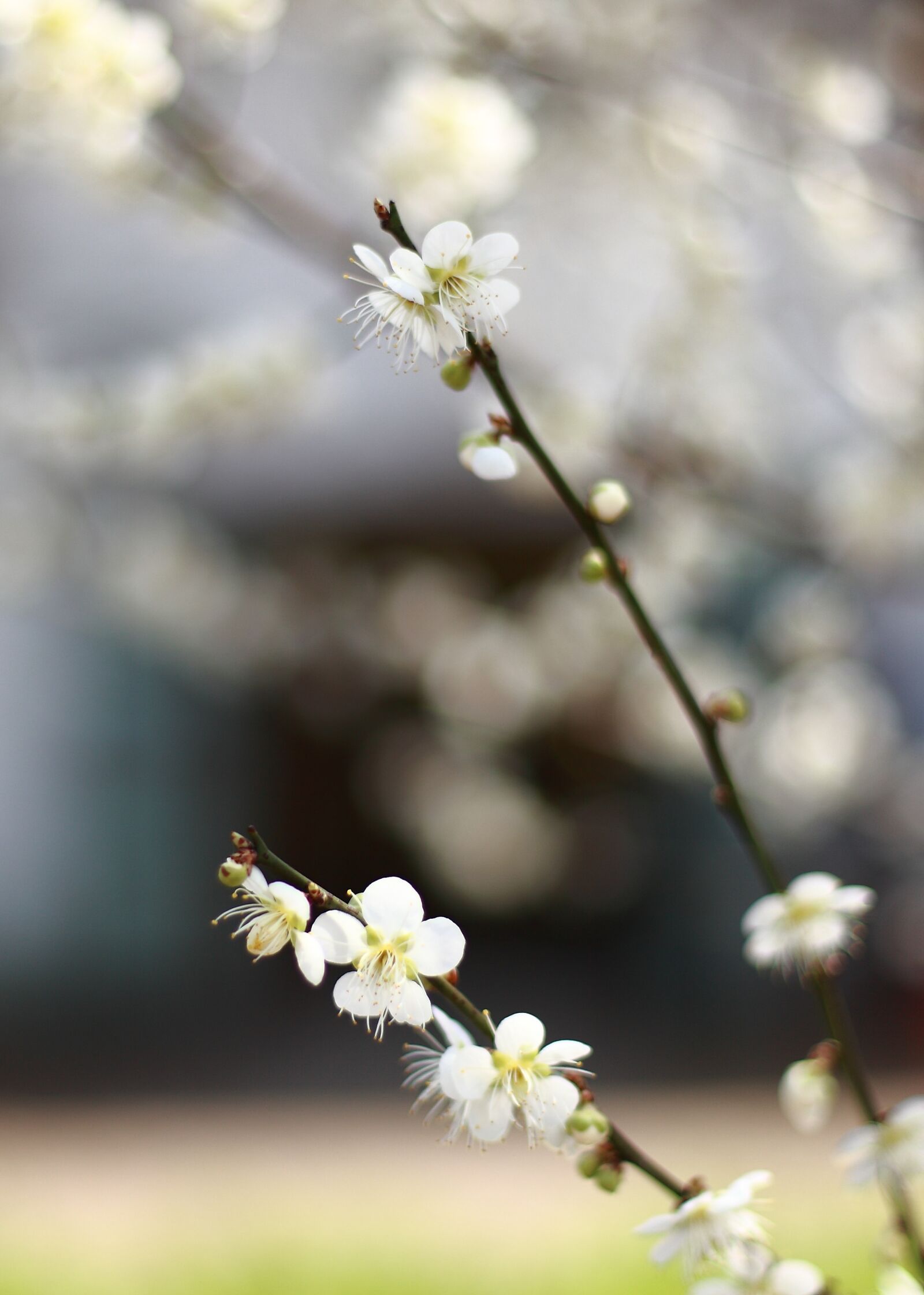 Canon EOS 5D Mark II sample photo. Cherry blossom, flowers photography
