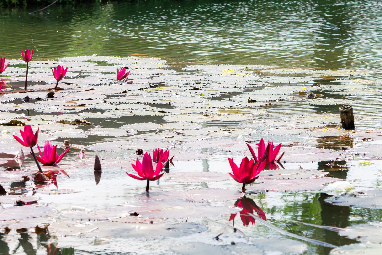 Canon EF-S 55-250mm F4-5.6 IS sample photo. Aquatic, background, beautiful photography