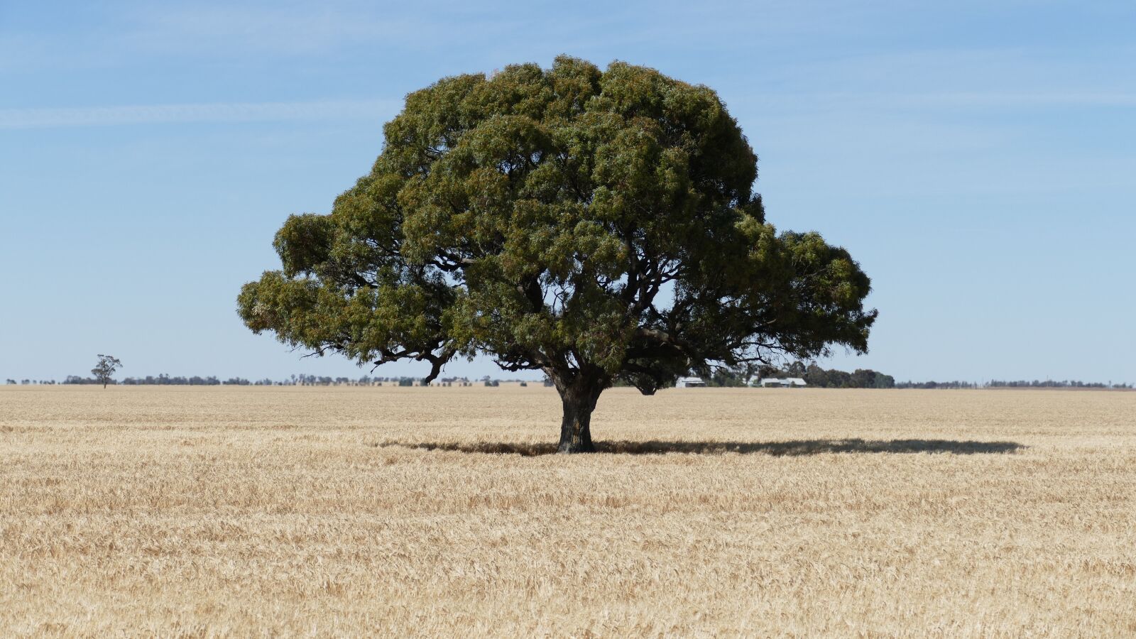 Panasonic Lumix DMC-FZ1000 sample photo. Tree, farmland, victoria photography
