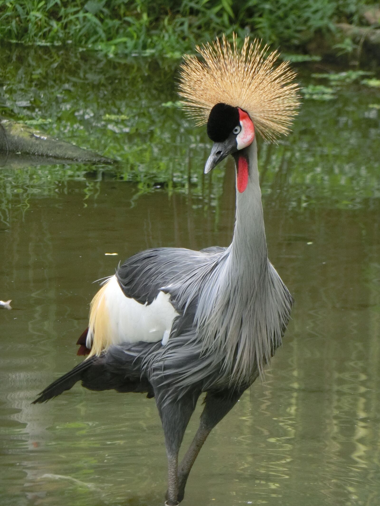 CASIO EX-ZR850 sample photo. Grey crowned crane, crane photography