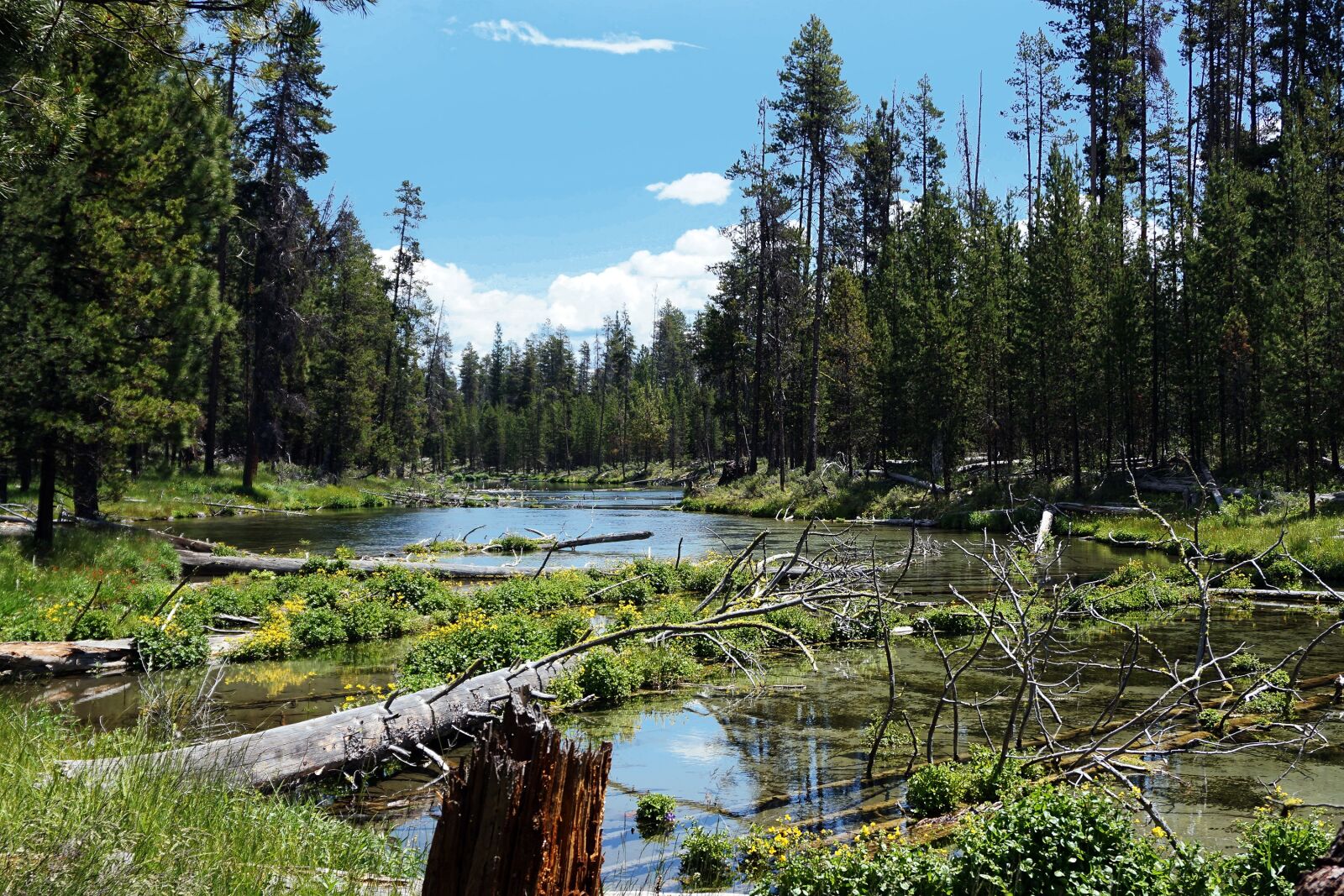 Лес северо запада воронеж. Фолл Ривер. Центр Орегона. River Grove, Oregon.