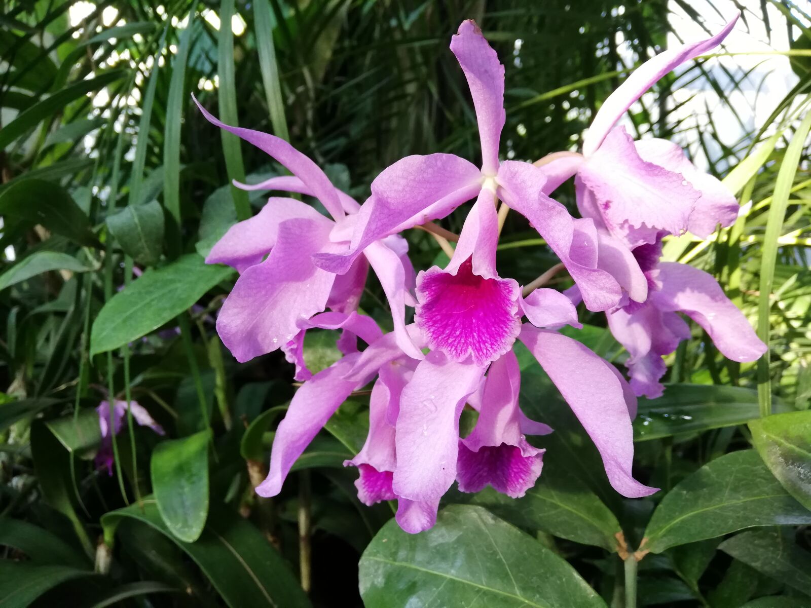 HUAWEI P20 lite sample photo. Flowers, orchid, bloom photography