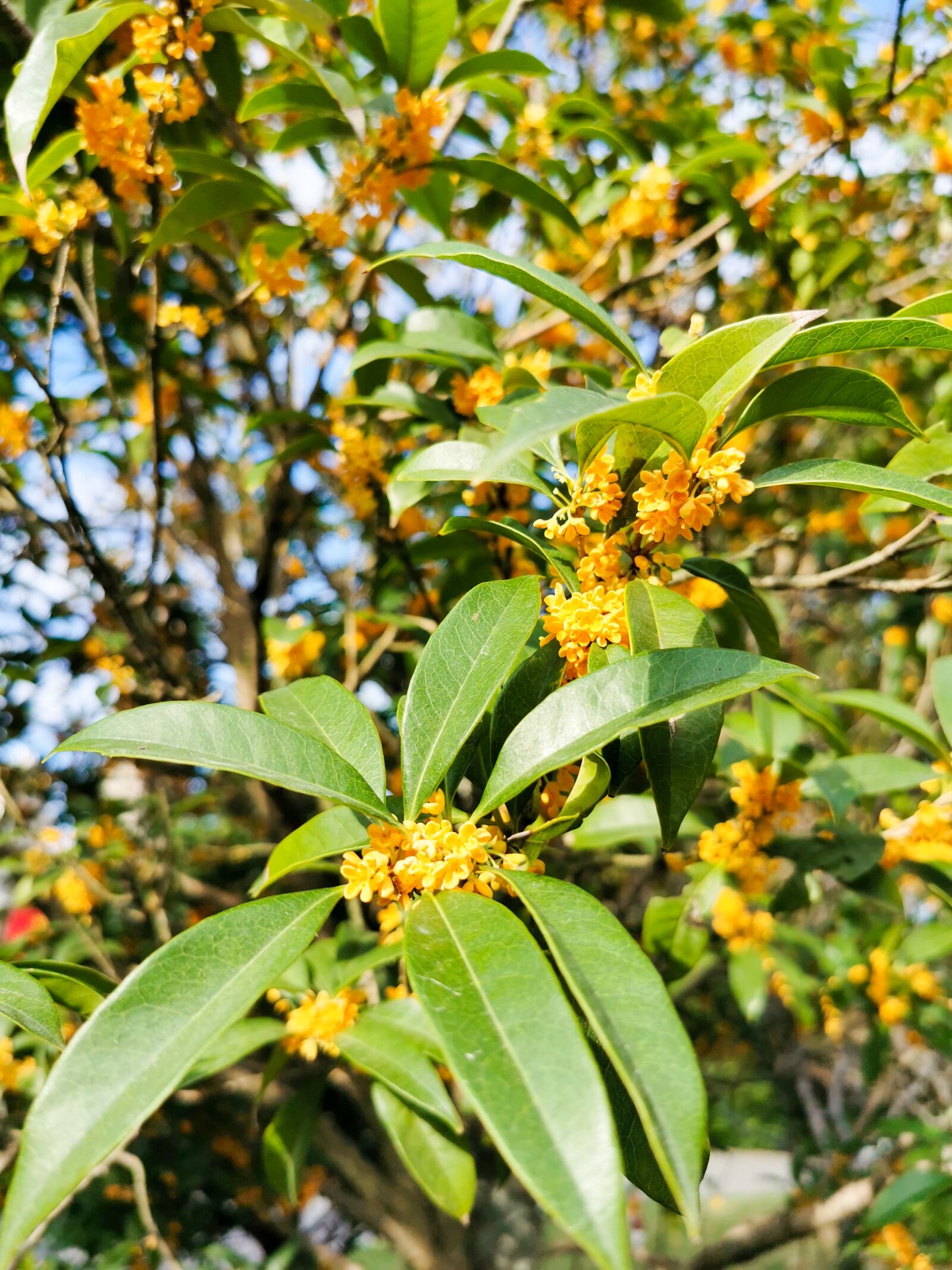 HUAWEI P30 Pro sample photo. Autumn, osmanthus, sweet-scented osmanthus photography