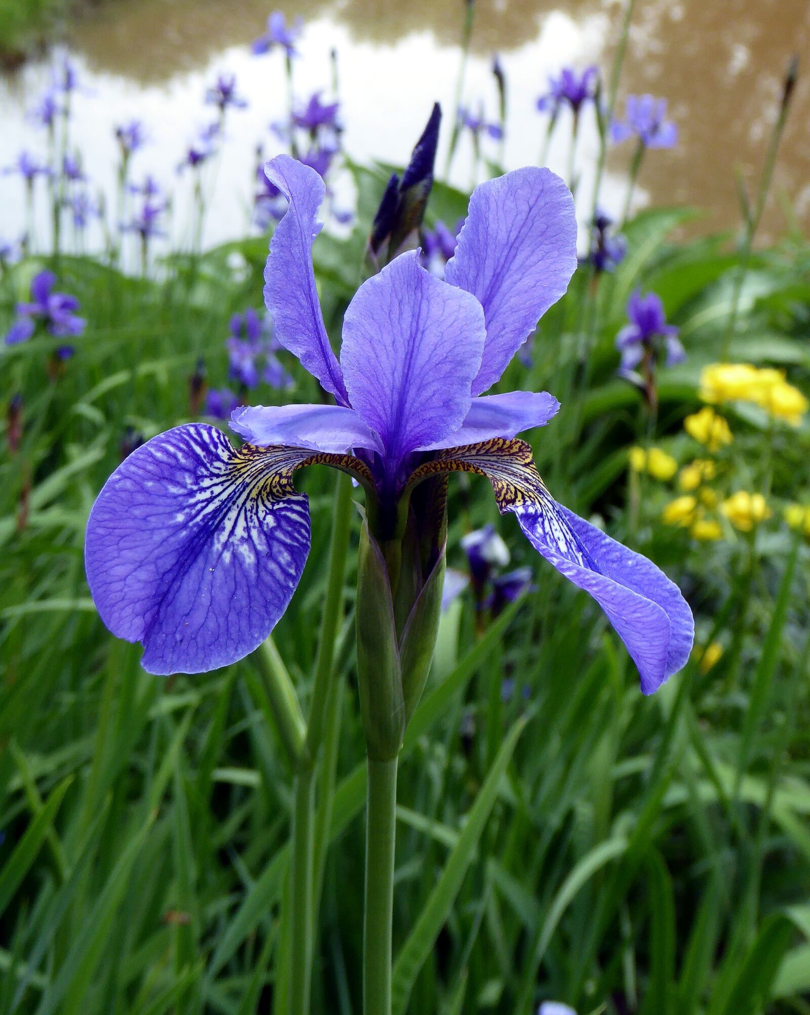Panasonic DMC-TZ61 sample photo. Blossom, bloom, iris photography