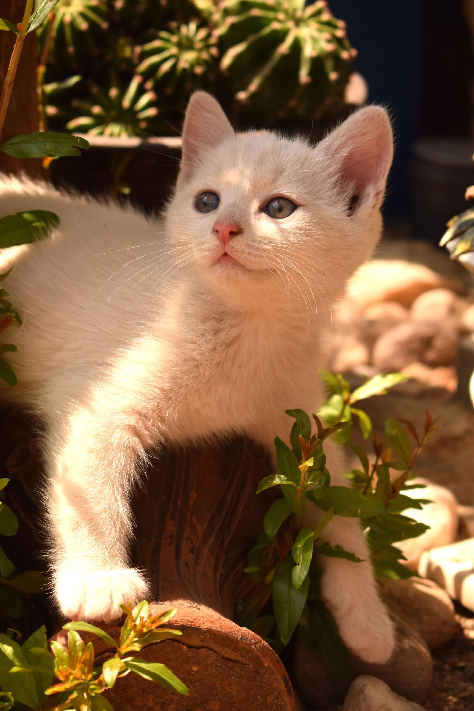 Nikon D3300 sample photo. Cat, kitten, pet photography