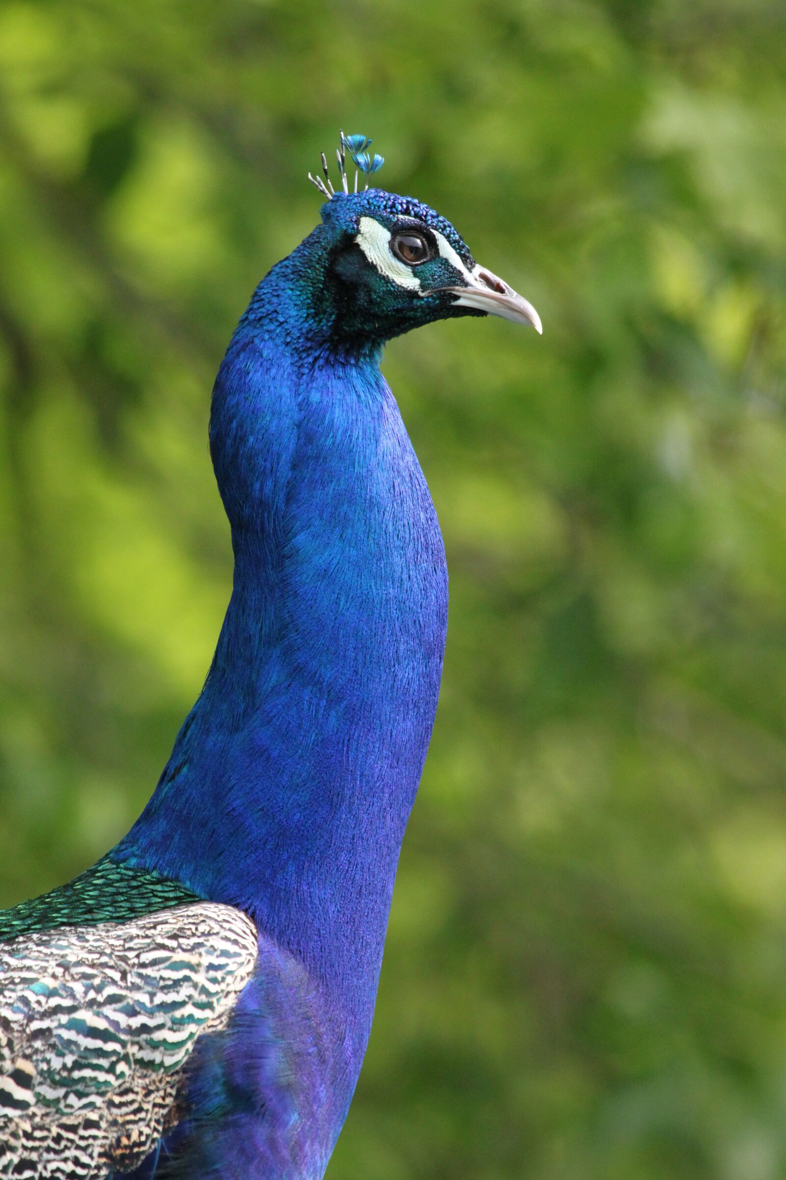 Canon EOS 500D (EOS Rebel T1i / EOS Kiss X3) sample photo. Peacock, blue, beautiful photography