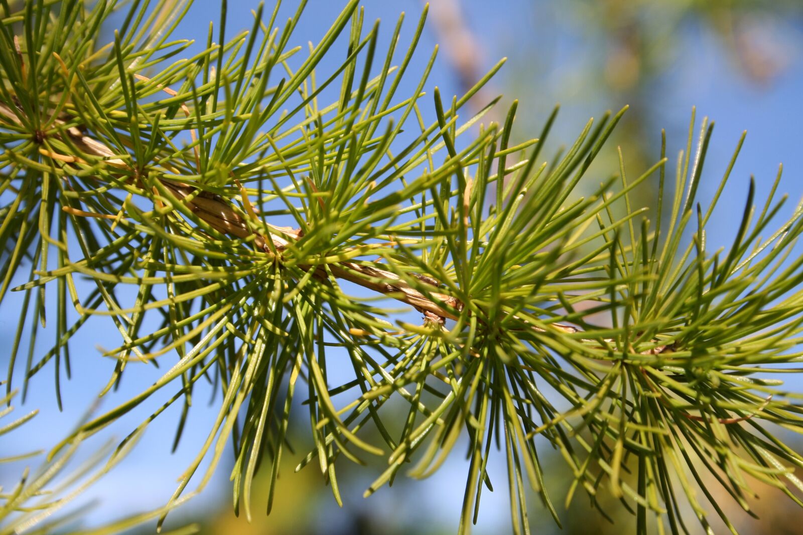 Canon EOS 350D (EOS Digital Rebel XT / EOS Kiss Digital N) sample photo. Pine, tree, macro photography
