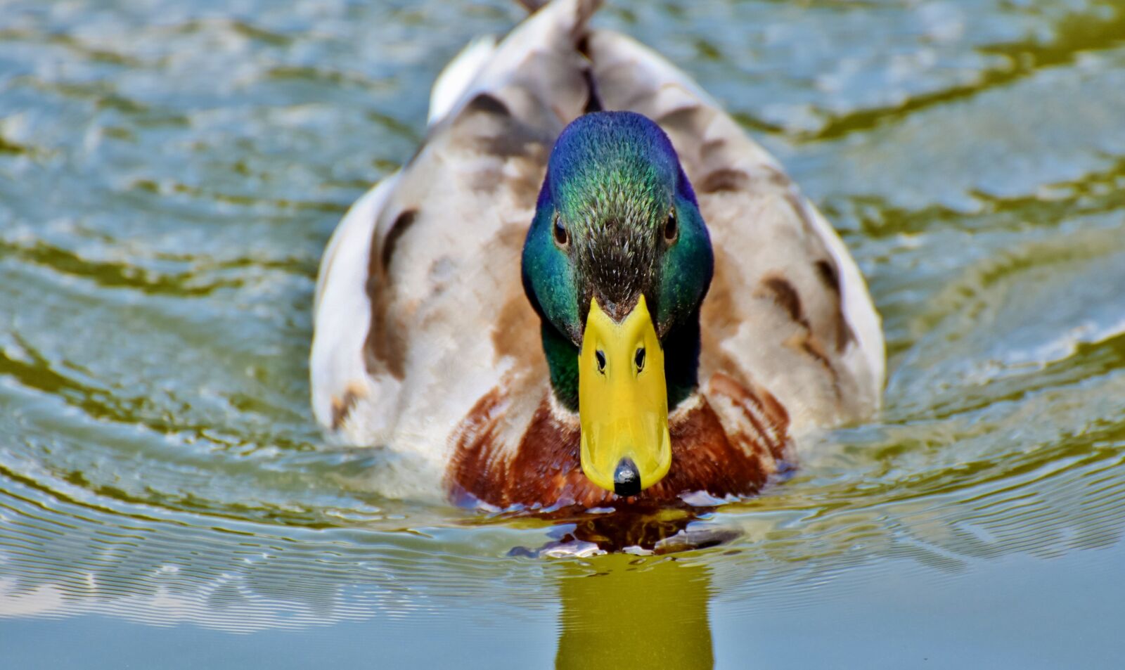 Nikon D7200 sample photo. Mallard, duck, water bird photography