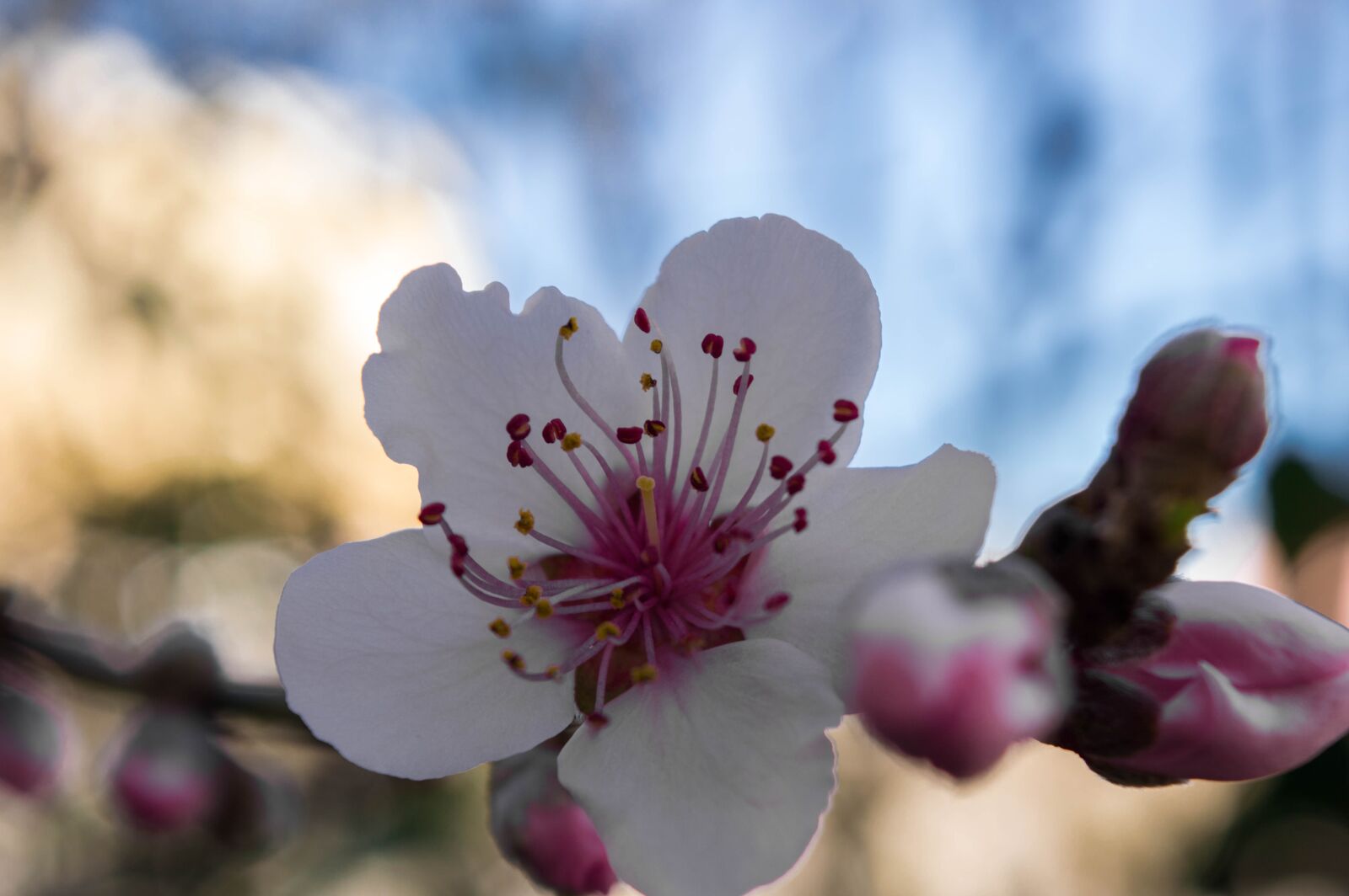 Nikon D3200 sample photo. Flower, garden, nature photography
