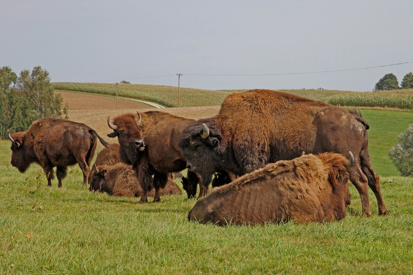 Canon EOS 60D sample photo. Bison, buffalo, graze photography
