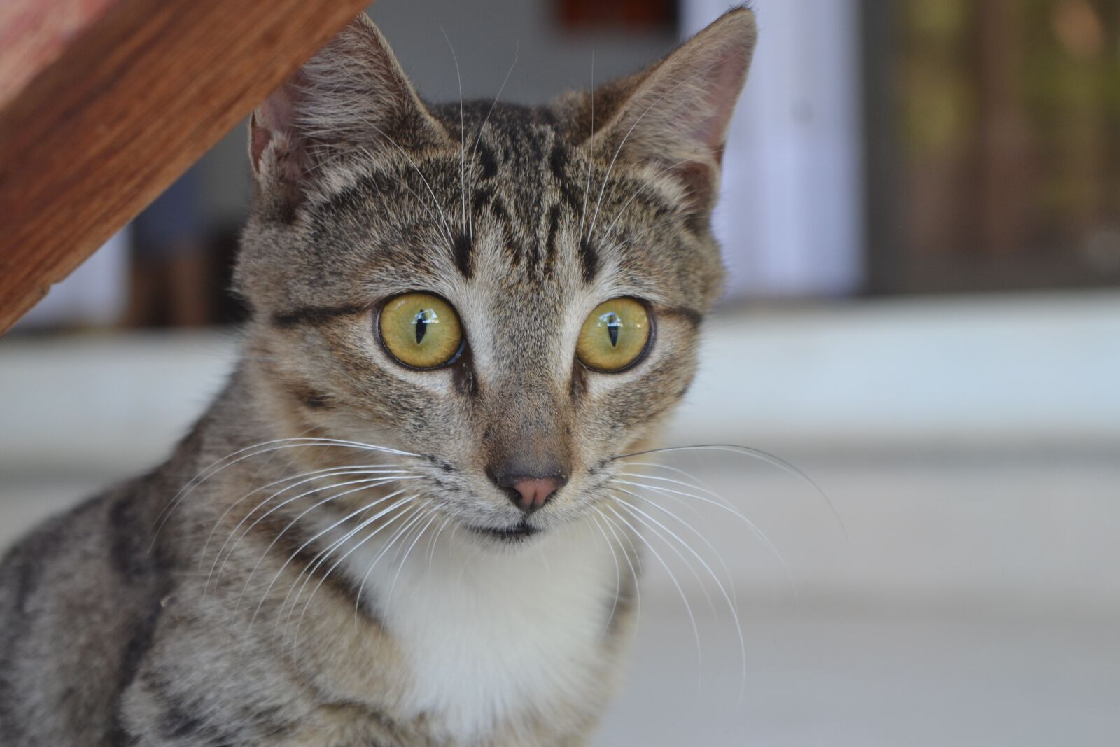 Nikon D3100 sample photo. Animal, cute, pet photography