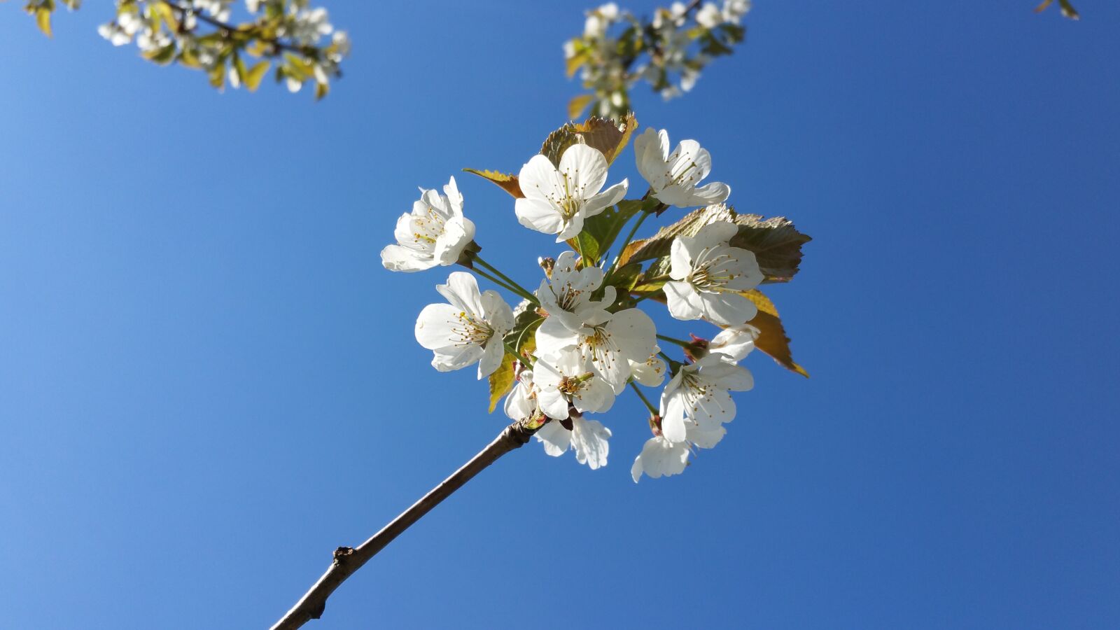 Samsung Galaxy S5 LTE-A sample photo. Flowers, cherries, morellblomster photography