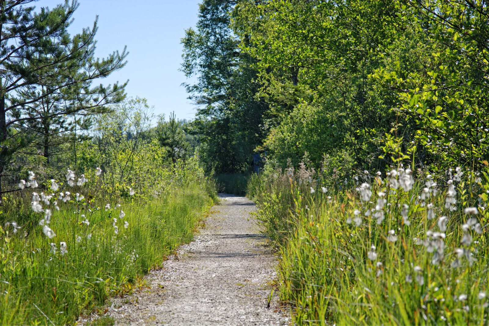 55.0-200.0mm f/4.0-f/5.6 sample photo. Away, nature, green photography