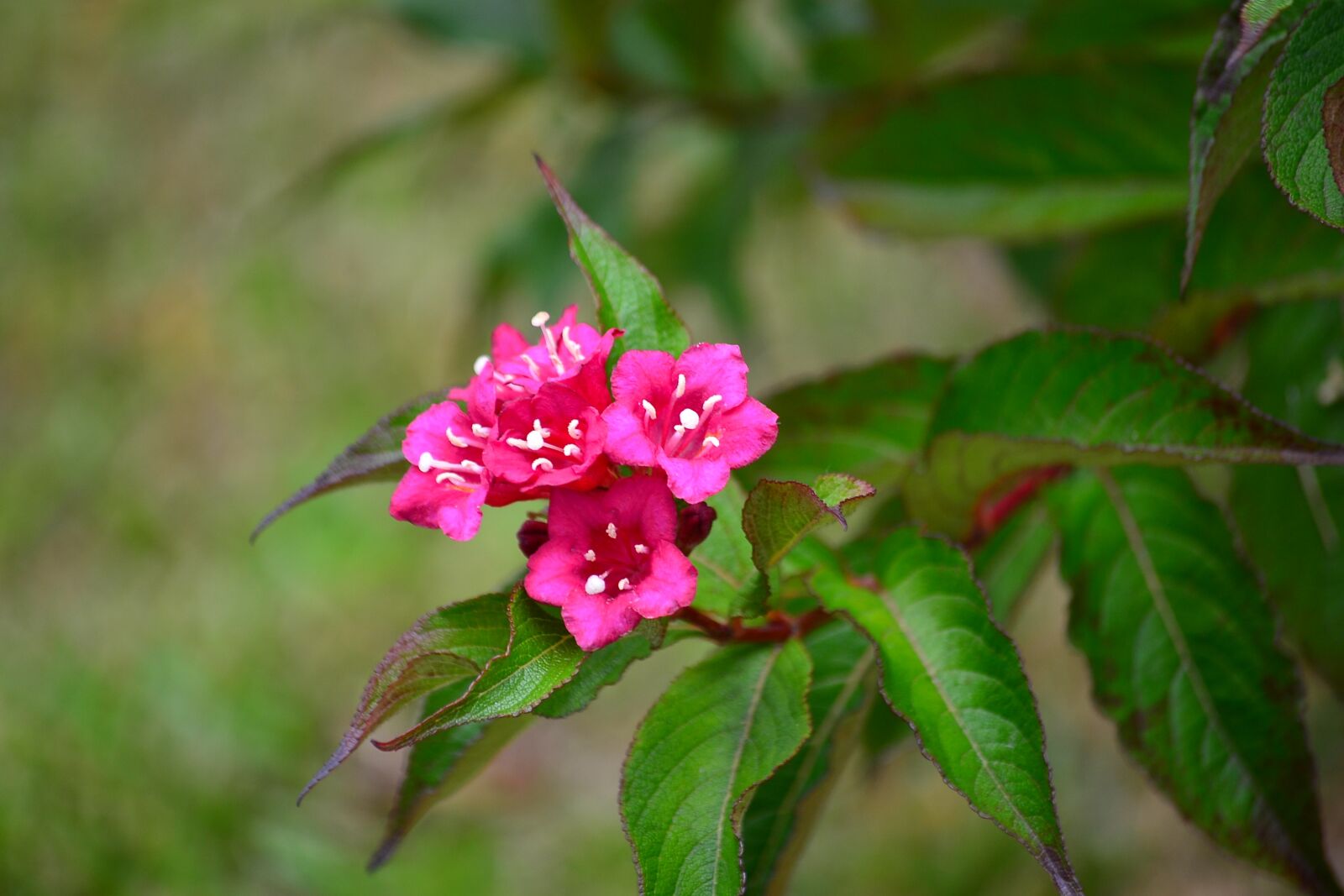 Nikon D3100 sample photo. Flowers, rosa, nature photography