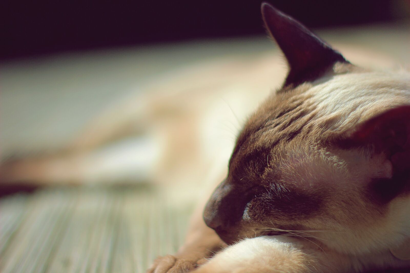 Canon EOS 600D (Rebel EOS T3i / EOS Kiss X5) + Canon EF 50mm F1.8 II sample photo. Siamese, siamese cat, cat photography