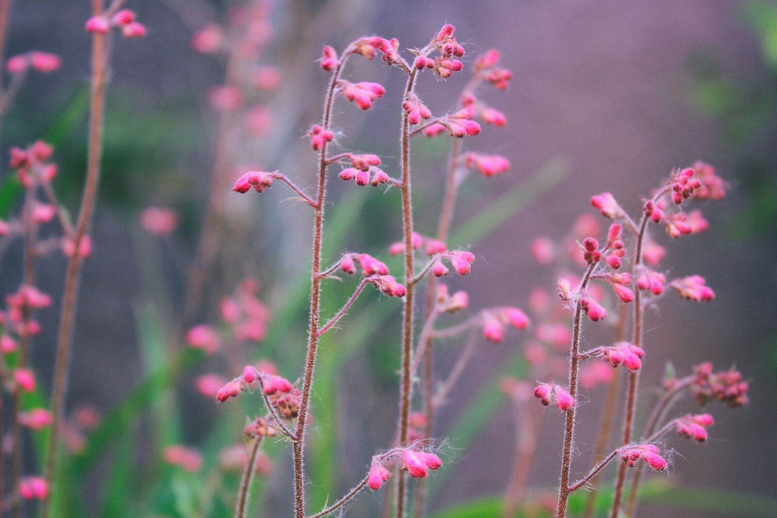 Canon EOS 600D (Rebel EOS T3i / EOS Kiss X5) sample photo. Flower, flowers, nature photography