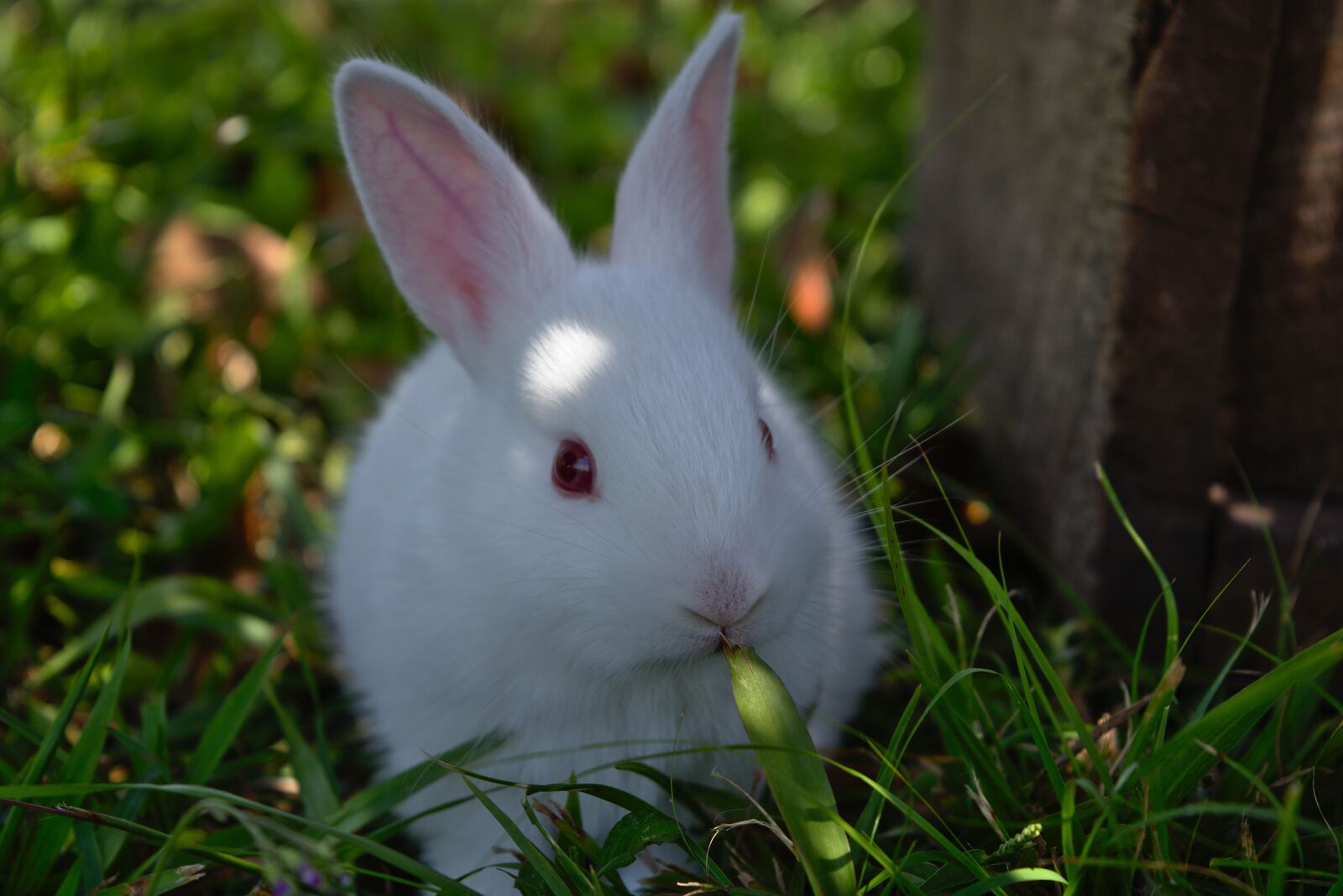 Nikon D7200 sample photo. Rabbit, grass, cute photography