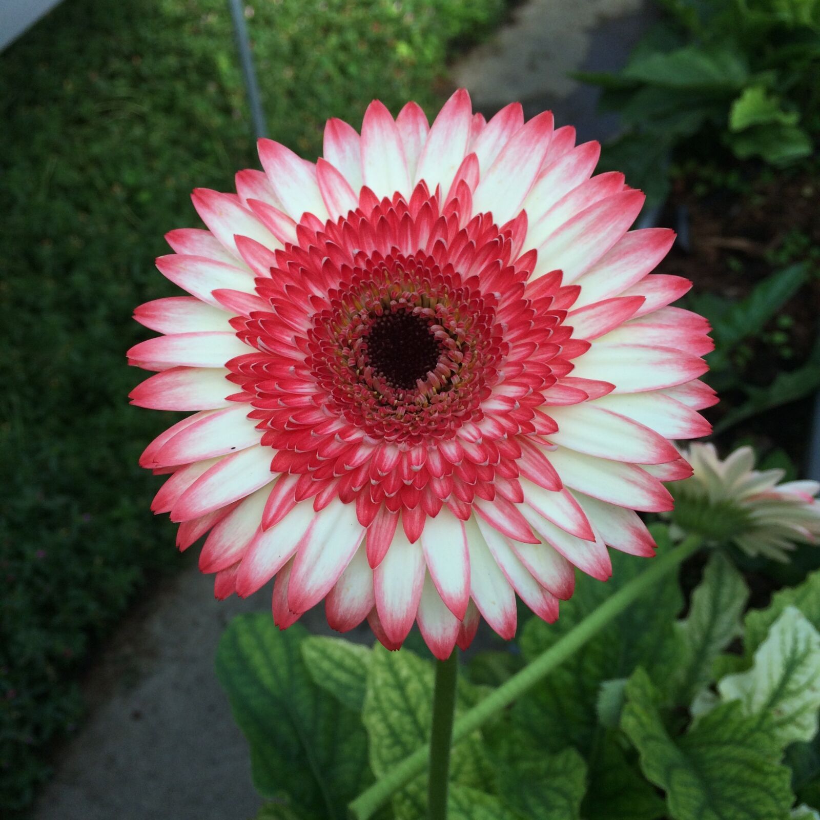 iPhone 5s back camera 4.15mm f/2.2 sample photo. Beautiful, bloom, blooming, blossom photography