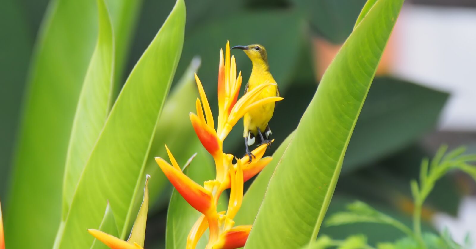Olympus OM-D E-M1 sample photo. Bird, wild, plant photography