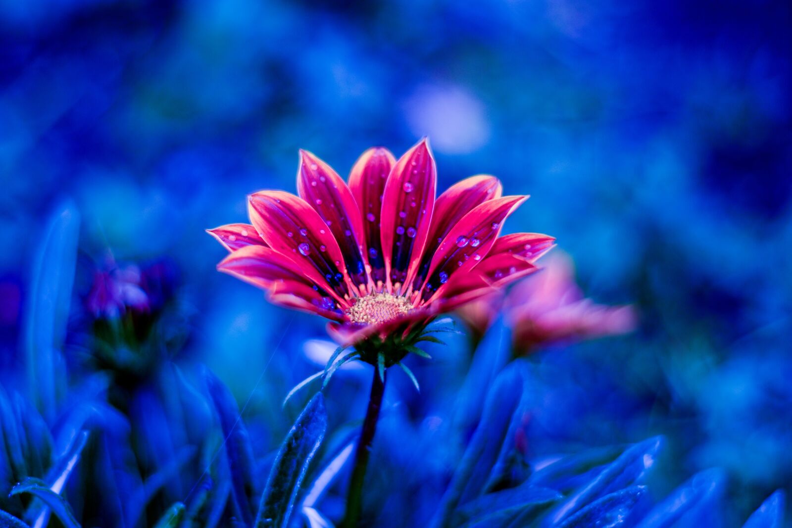 Nikon D3400 sample photo. Nature, flower, plant photography