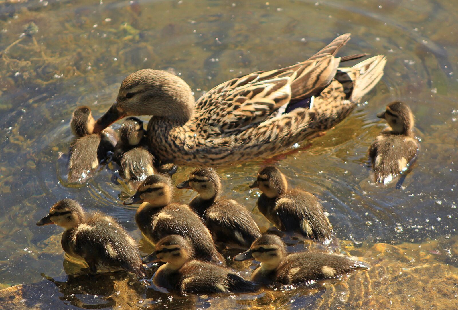 Canon EOS 500D (EOS Rebel T1i / EOS Kiss X3) sample photo. Duck, ducklings, family photography
