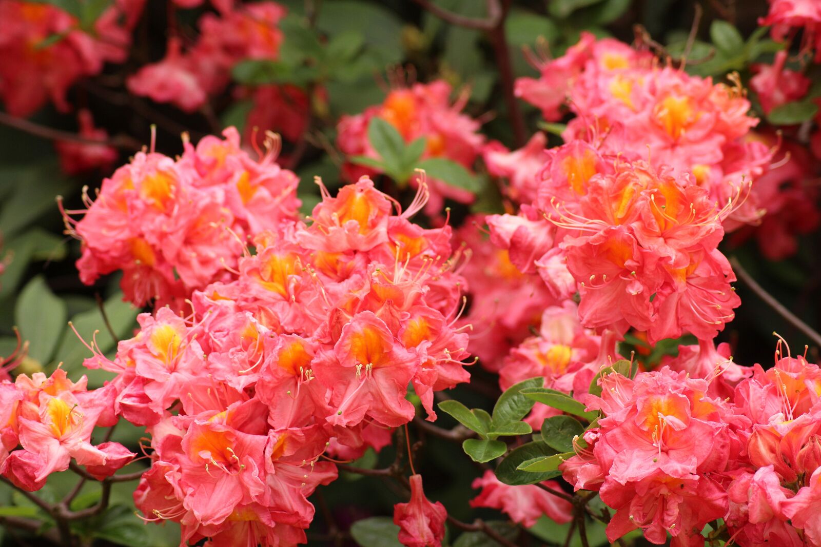 Canon EOS 1200D (EOS Rebel T5 / EOS Kiss X70 / EOS Hi) sample photo. Rhododendron, azalea, pink flowers photography