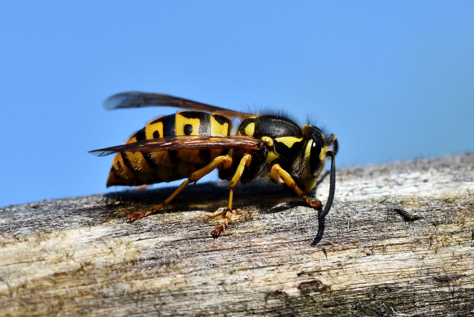 Nikon D7200 sample photo. Hornet, insect, wasp photography