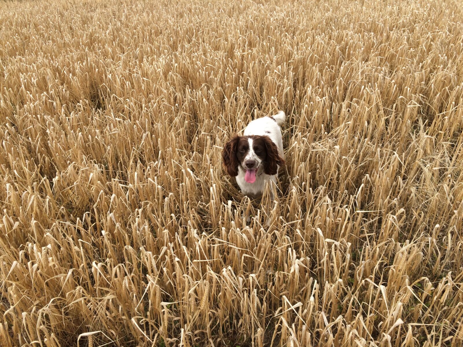 iPhone 5s back camera 4.15mm f/2.2 sample photo. Corn, agriculture, dog photography
