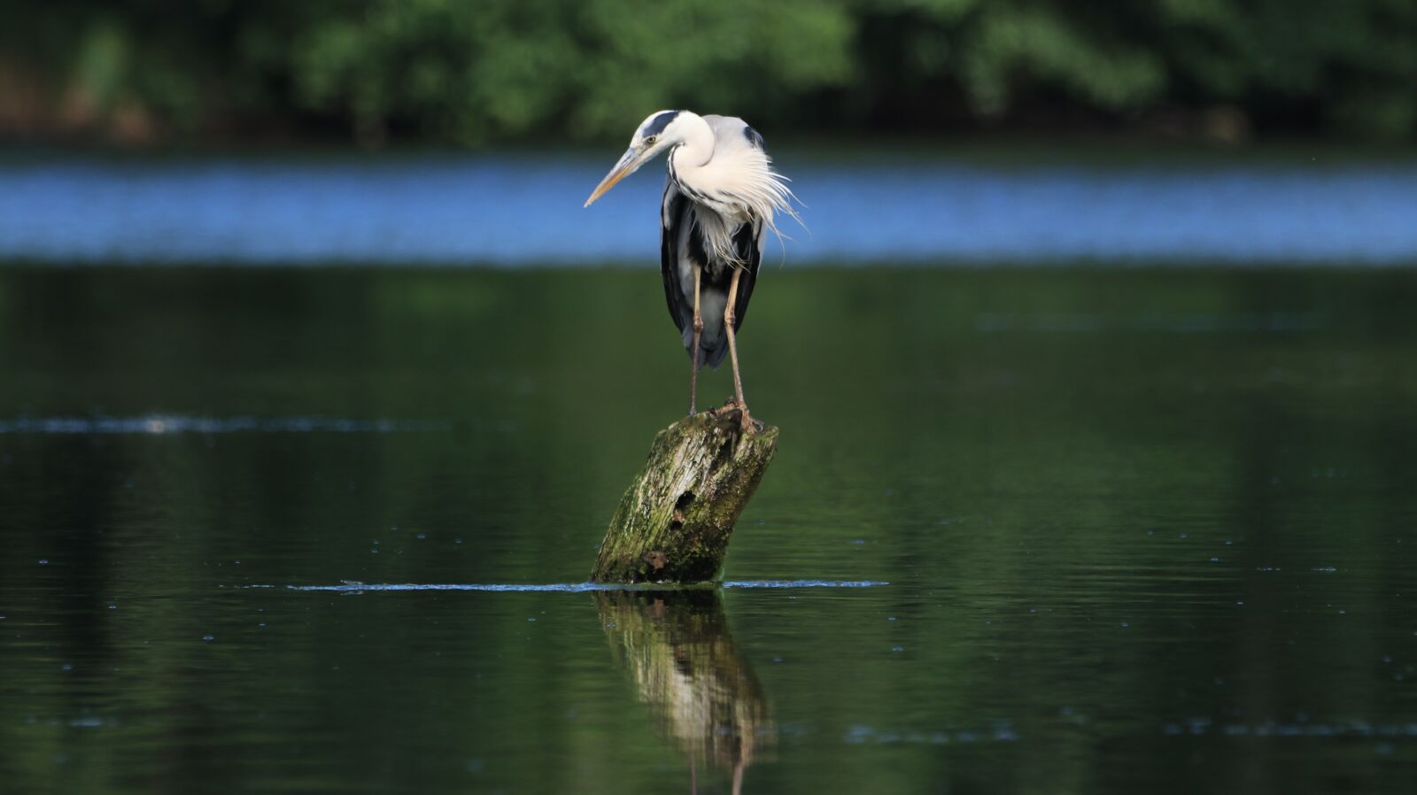150-600mm F5-6.3 DG OS HSM | Contemporary 015 sample photo. Heron, lake, water photography