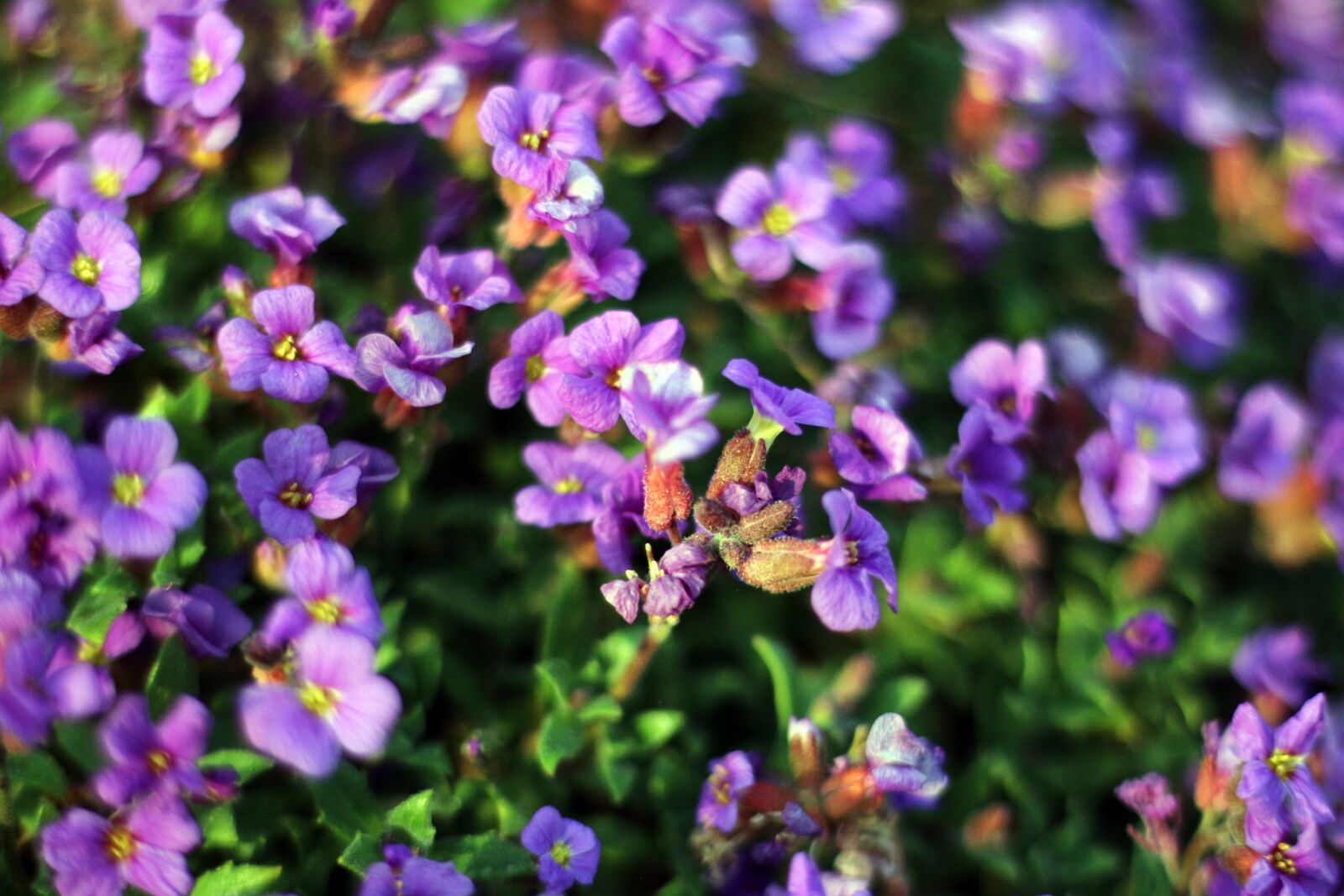 Canon EOS 650D (EOS Rebel T4i / EOS Kiss X6i) + Canon EF 50mm F1.8 STM sample photo. Flower, flowers, spring photography