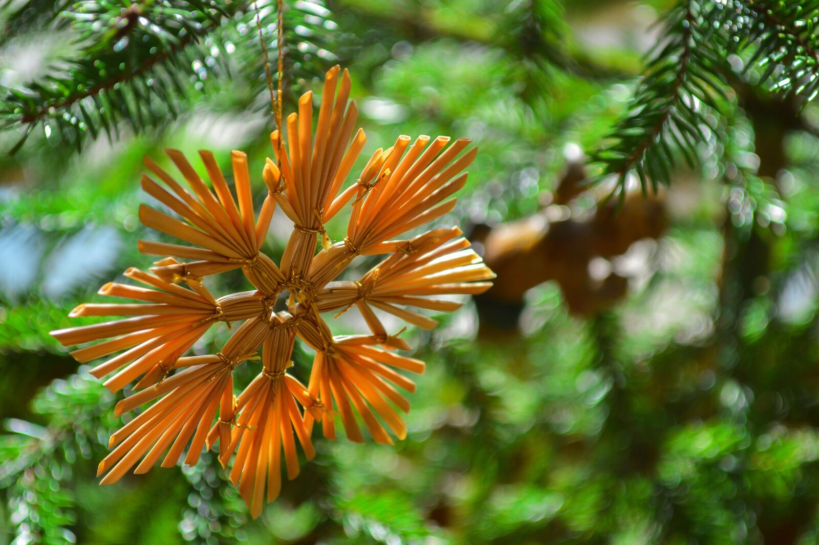 Nikon D3200 sample photo. Christmas, star, strohstern photography