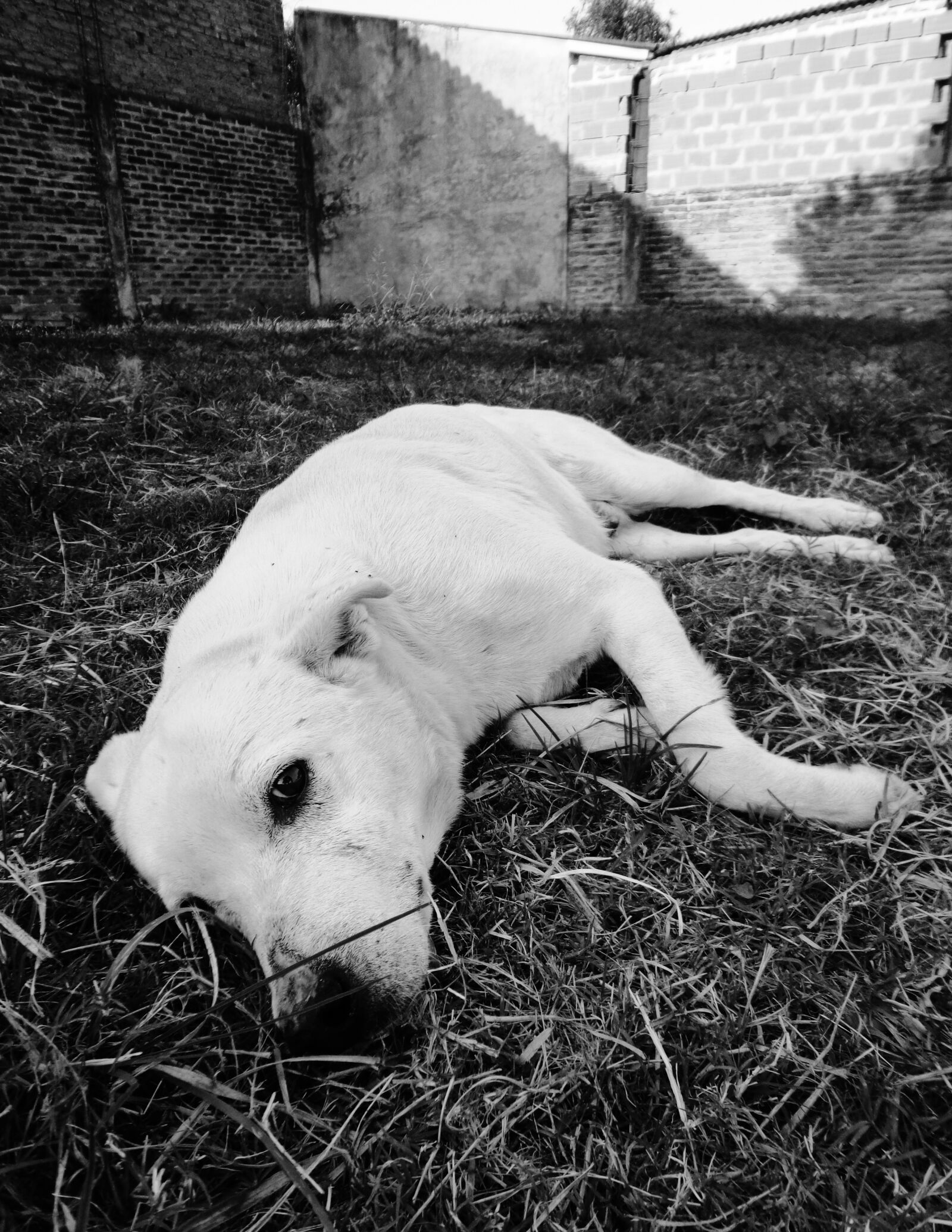Sony DSC-W630 sample photo. Dog, sadness, i long photography