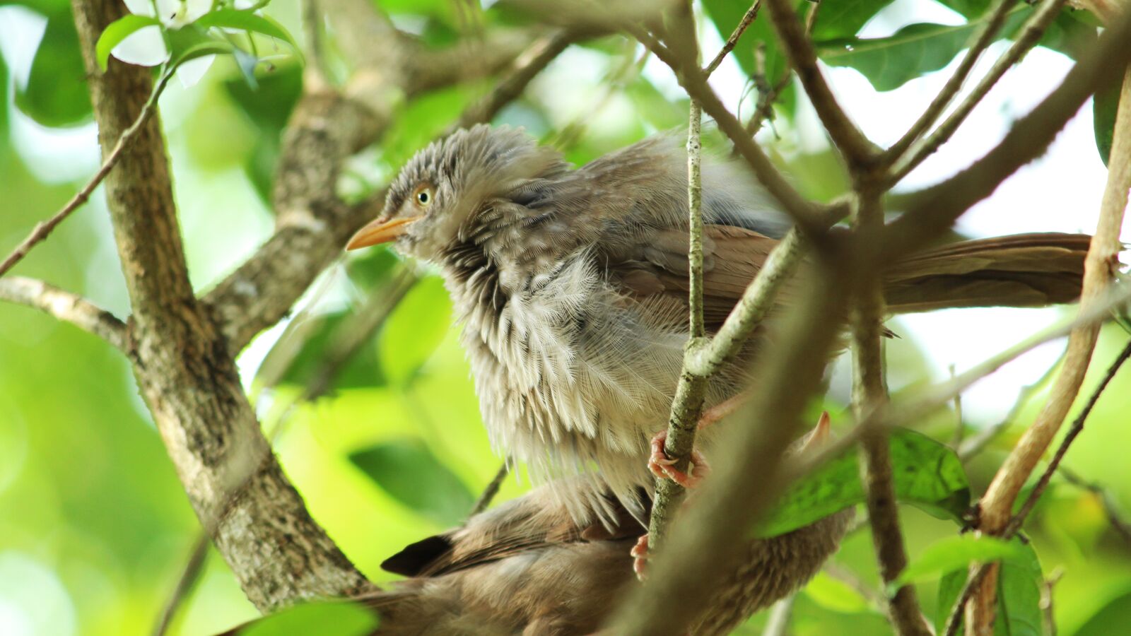 Canon EOS 1300D (EOS Rebel T6 / EOS Kiss X80) sample photo. Wildlife, nature, tree photography