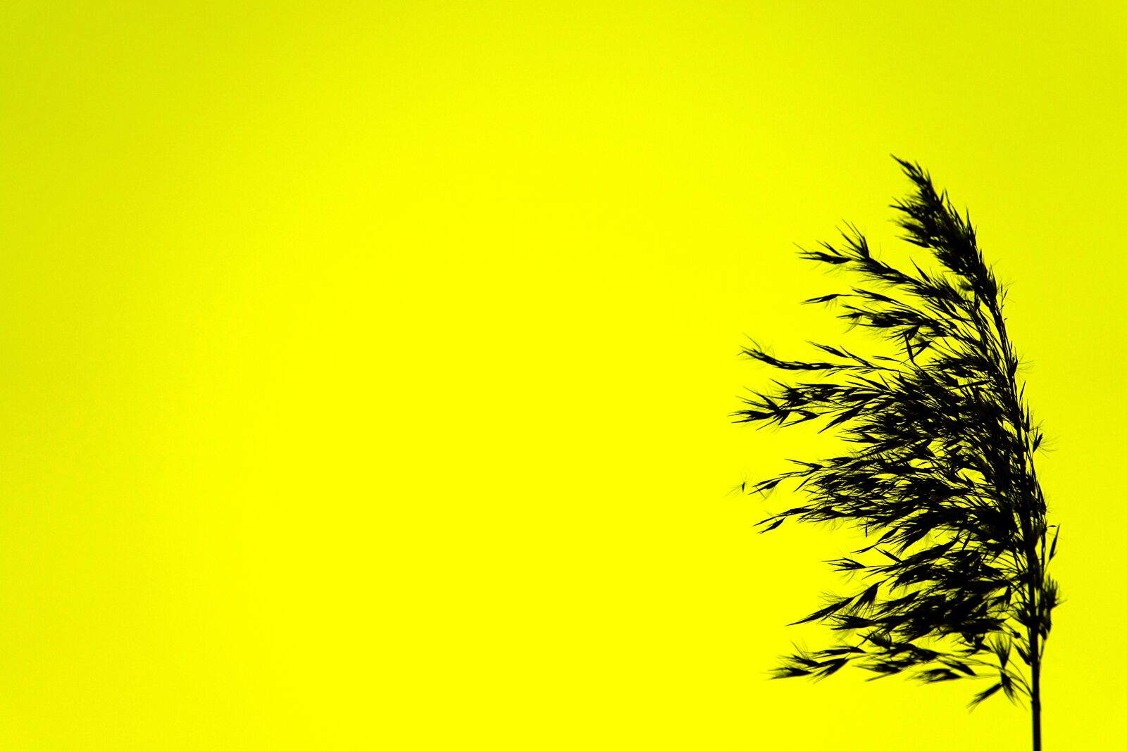Sony Cyber-shot DSC-RX10 III sample photo. Silhouette, black, yellow photography