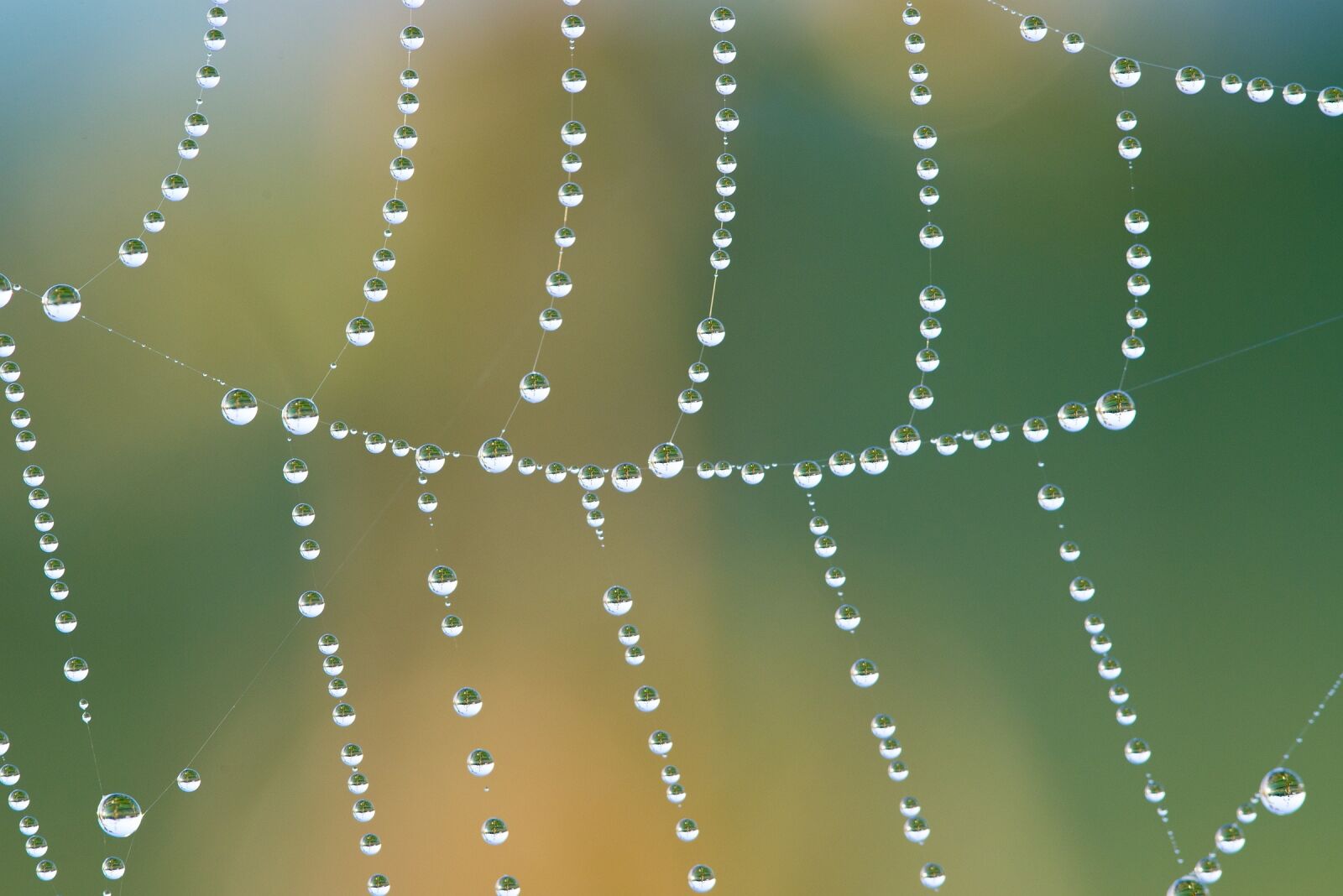 Nikon D600 sample photo. Cobweb, web, dewdrop photography