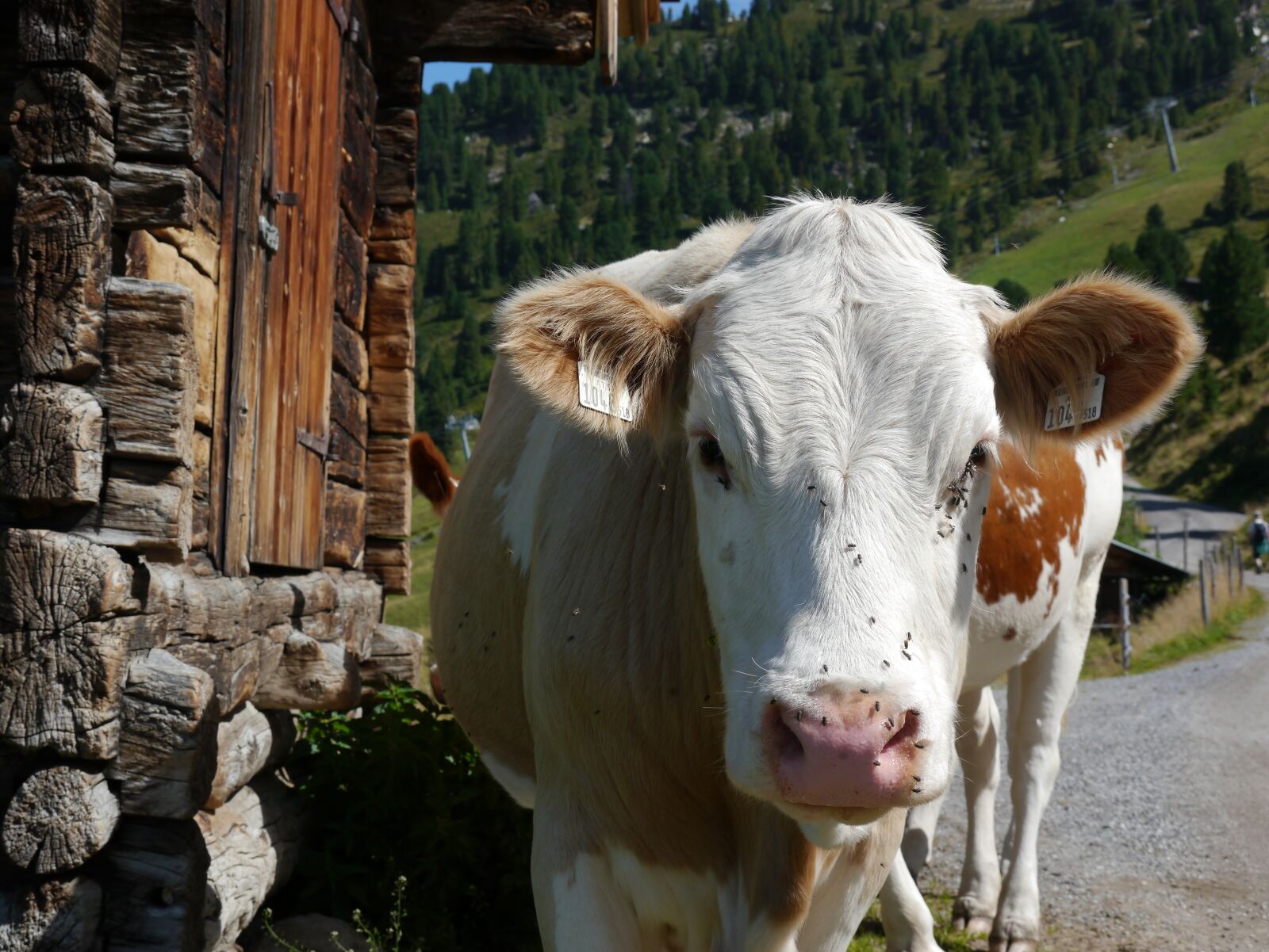 Panasonic Lumix DMC-G3 sample photo. Cow, agriculture, farm photography