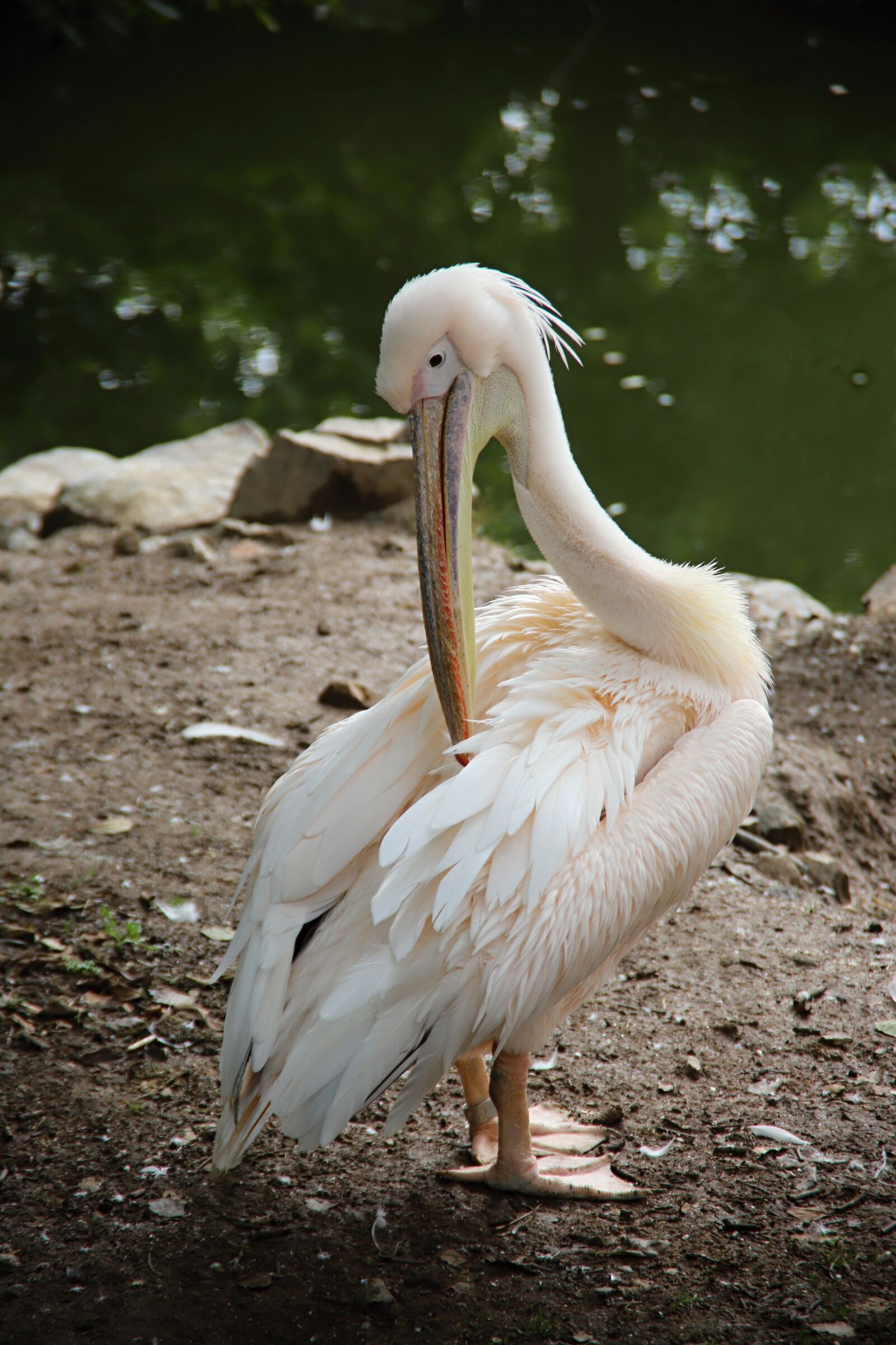 Canon EOS 6D Mark II sample photo. Pelican, bird, animal photography