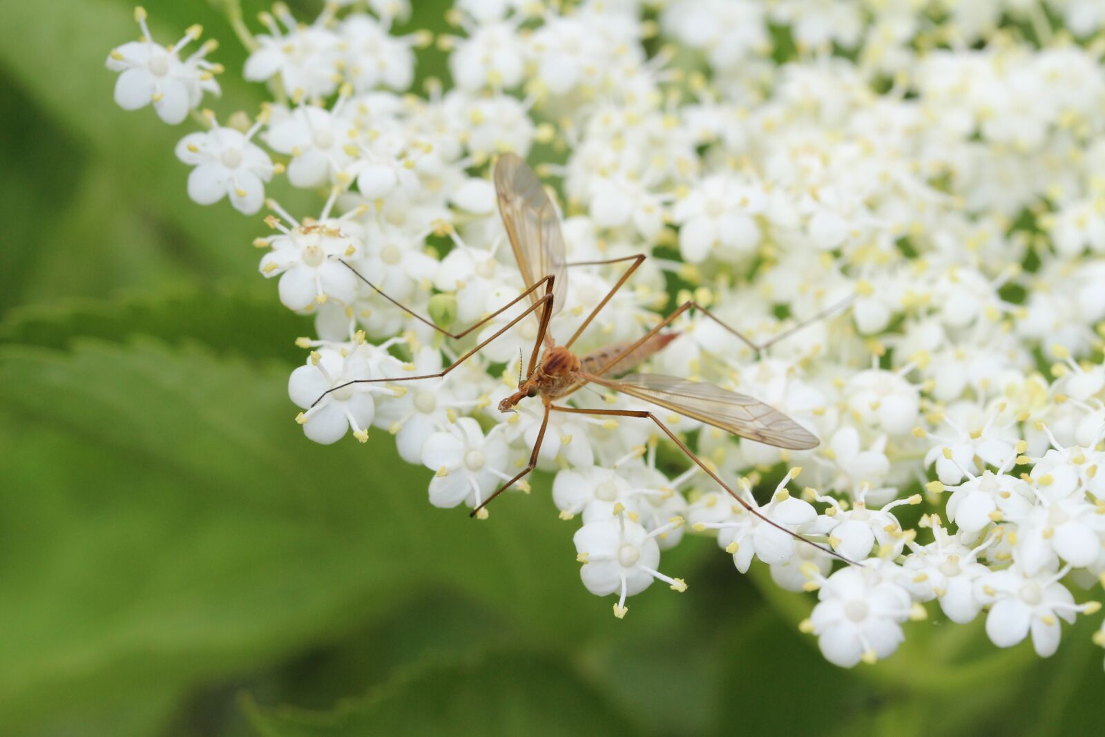 Canon EF-S 60mm F2.8 Macro USM sample photo. Elder, mosquito, male mosquito photography