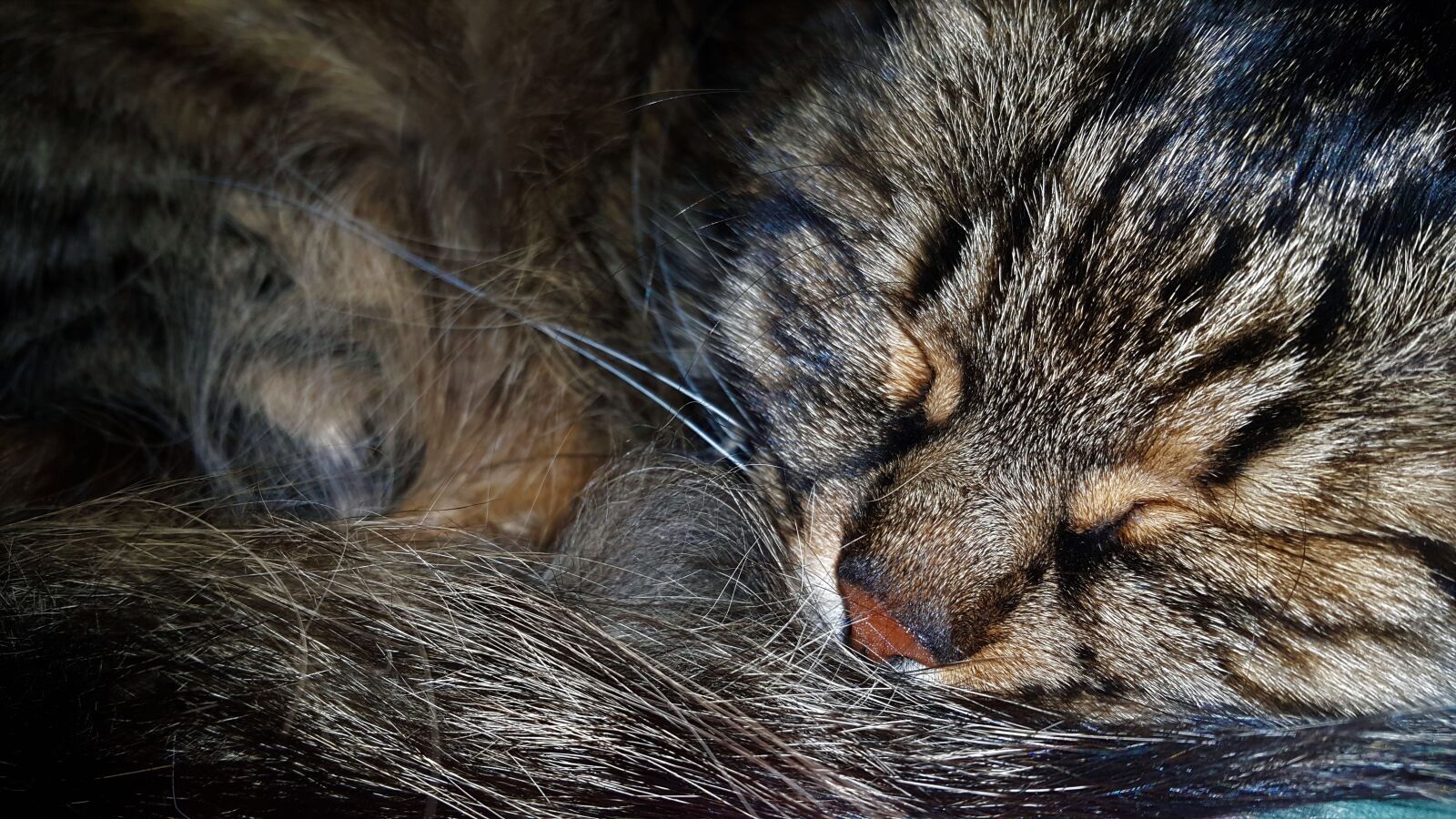 Samsung Galaxy Note4 sample photo. Cat, peace of mind photography