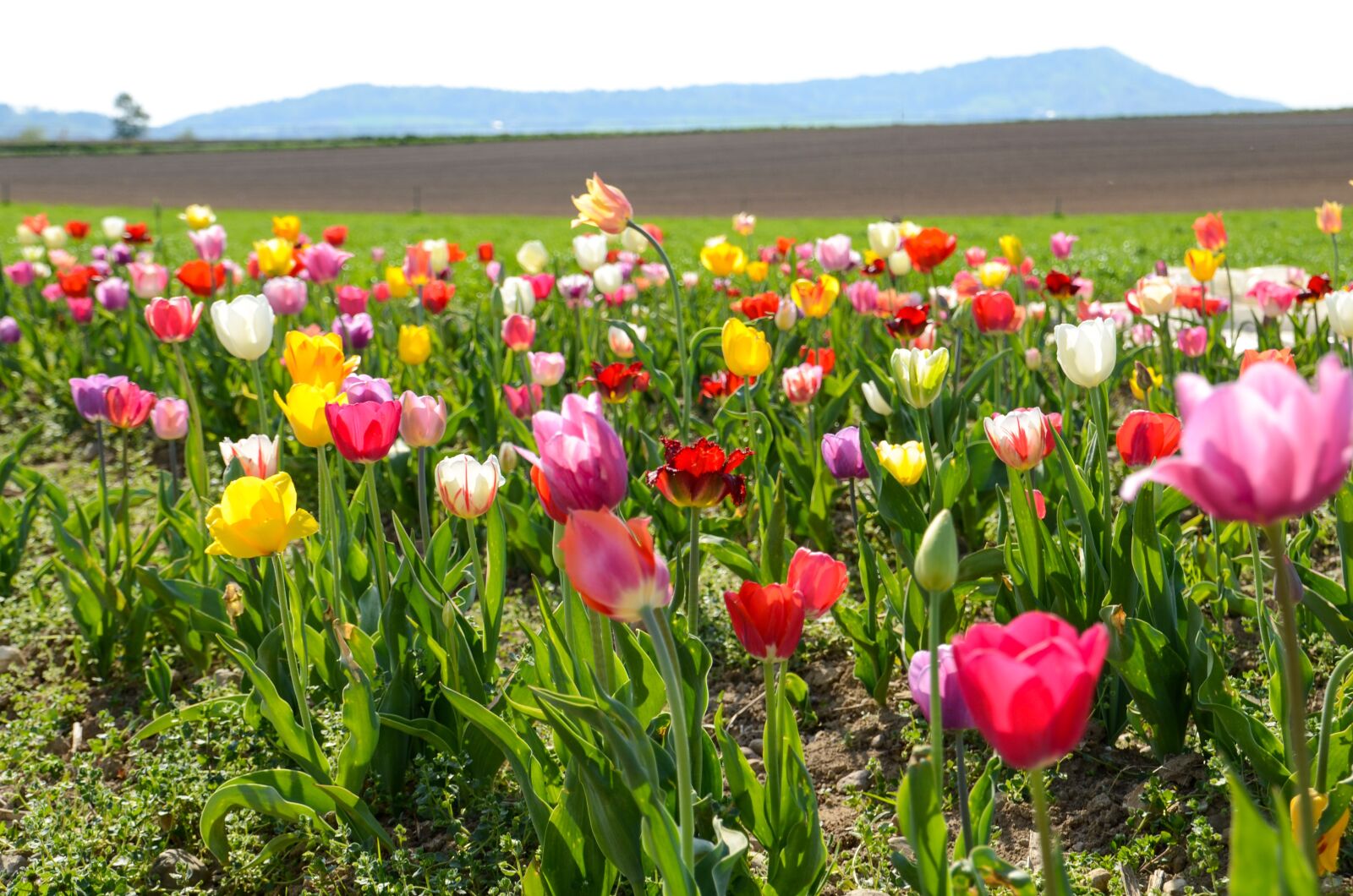 Nikon D7000 sample photo. Tulips, tulip field, tulpenbluete photography