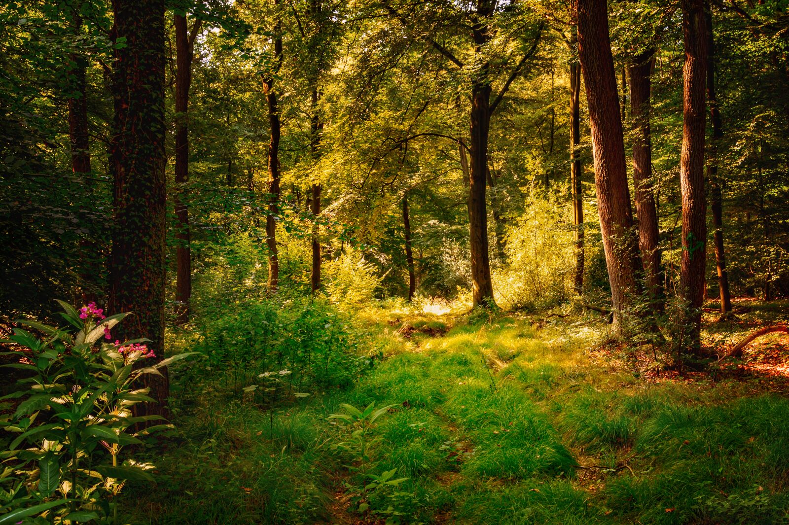 Nikon Z6 sample photo. Forest, glade, mystical photography
