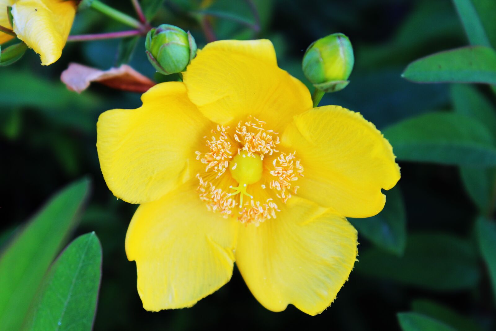Canon EOS 1200D (EOS Rebel T5 / EOS Kiss X70 / EOS Hi) sample photo. Flower, yellow flower, yellow photography