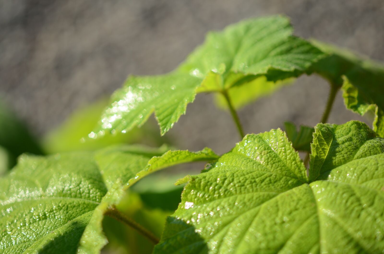 Nikon D7000 sample photo. Leaf, green, nature photography