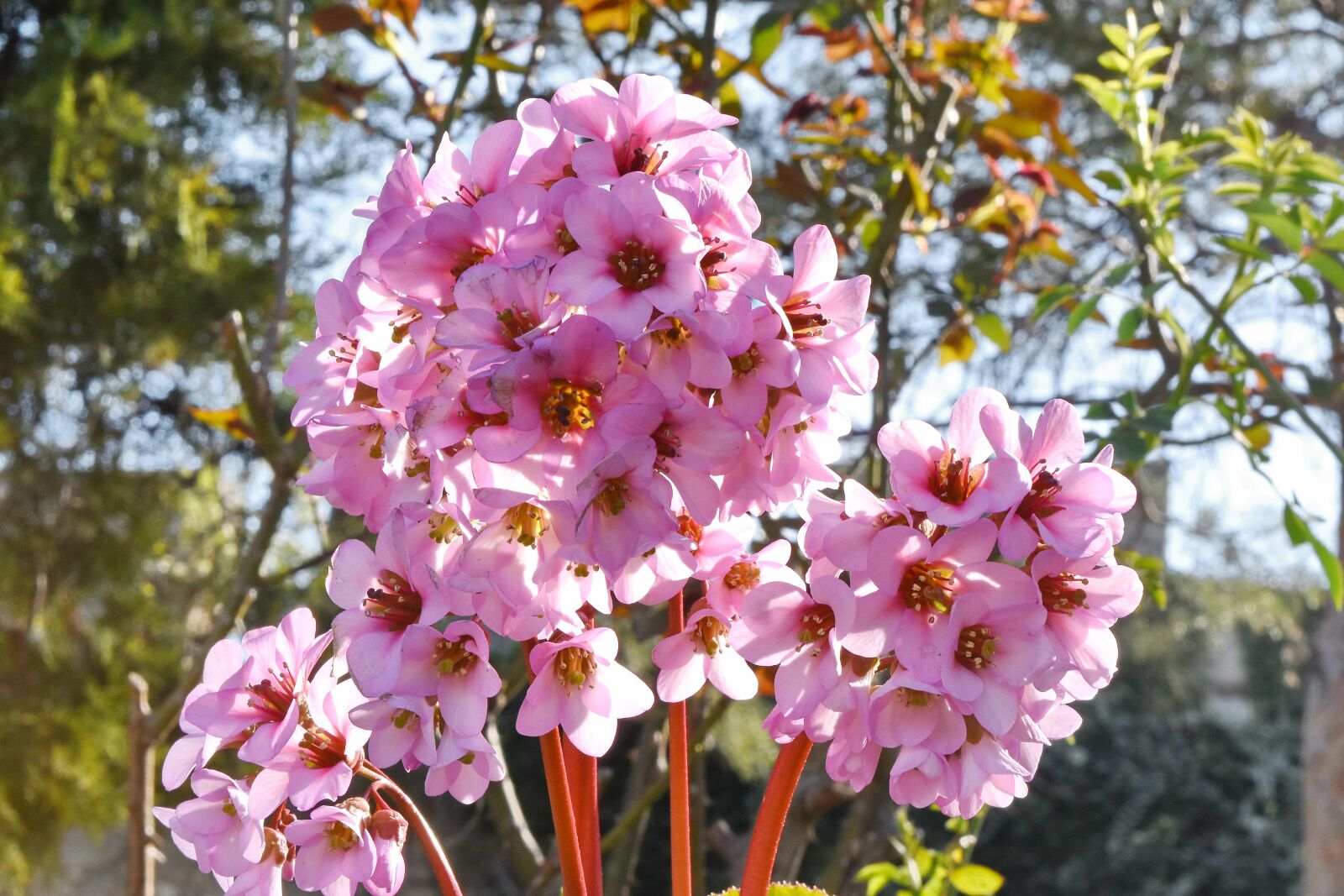 Nikon D5500 sample photo. Pinkish, spring time, branch photography