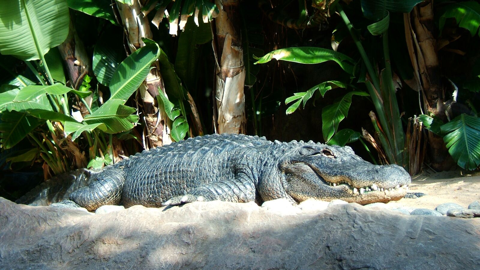 Fujifilm FinePix F810 sample photo. Crocodile, reptile, saurópsidos photography
