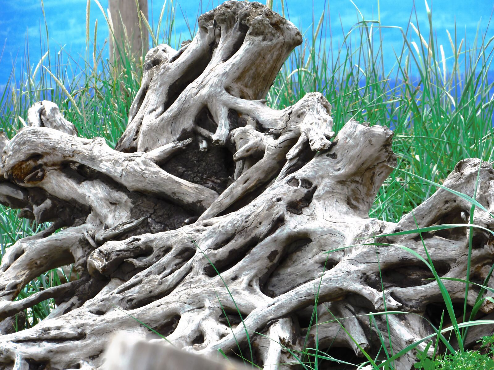 Canon PowerShot SX530 HS sample photo. Driftwood, coast, beach photography