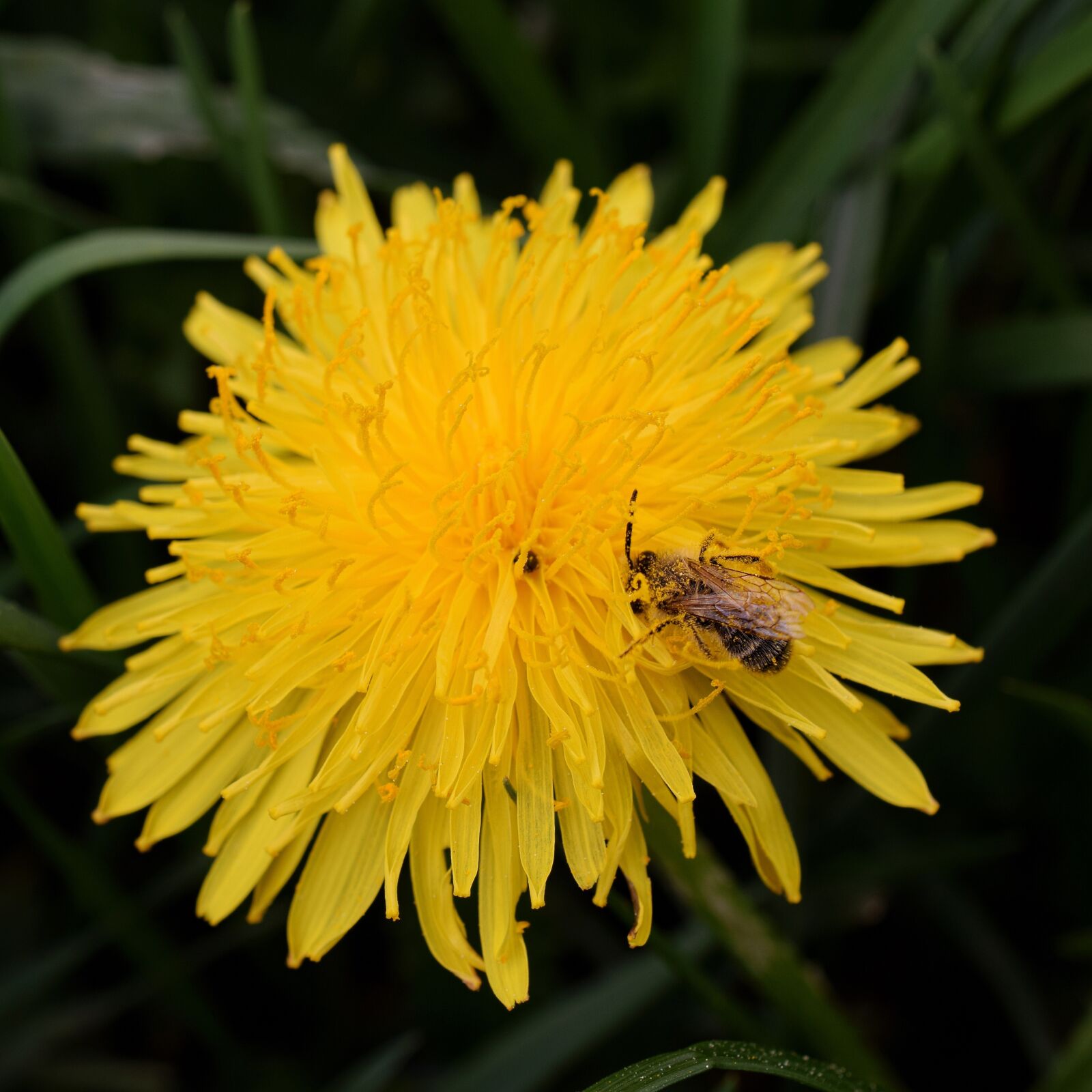 Nikon D5300 sample photo. Dandelion, bee, nectar photography